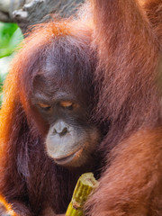 Captive Sumatran Orangutans (Orangutang, Orang-utang)