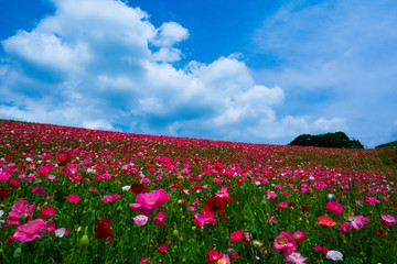 秩父高原牧場、天空のポピー