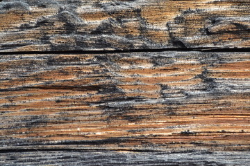 Old wood texture background surface. Vintage wood texture background. Natural wood texture. Grunge wood texture. Surface of wood texture. Timber background of wood texture
