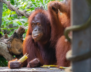 Captive Sumatran Orangutans (Orangutang, Orang-utang)