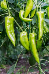 Green chilli on farm field