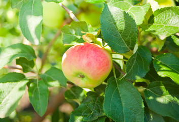 Red ripe apple on apple tree branch