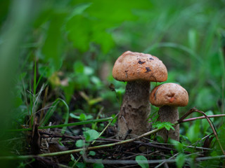 mushroom in the grass