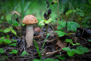 mushroom and a fly in the grass