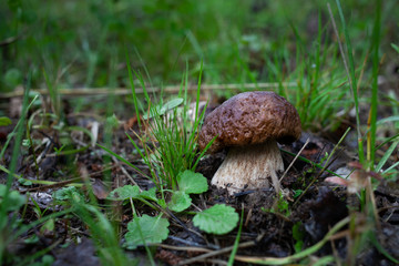 mushroom in the grass