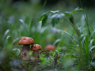 mushroom in the grass