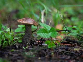 mushroom in the grass