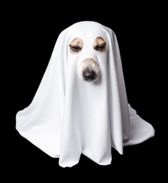 Halloween sleeping tired white dog ghost. Black background. Closed eyes