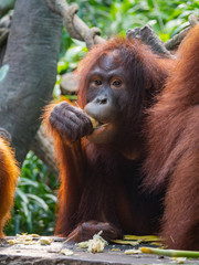 Captive Sumatran Orangutans (Orangutang, Orang-utang)