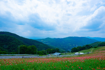 秩父高原牧場、天空のポピー