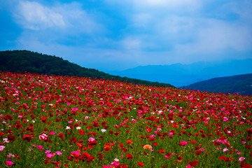 秩父高原牧場、天空のポピー