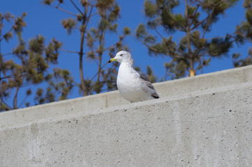 seagull on steps