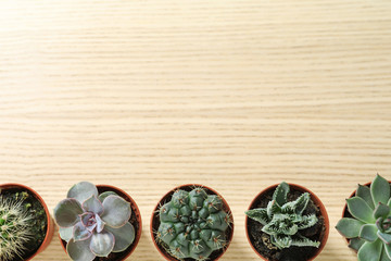 Fototapeta na wymiar Flat lay composition with different succulent plants in pots on wooden table, space for text. Home decor