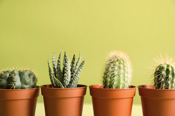 Beautiful succulent plants in pots against yellow green background, space for text. Home decor