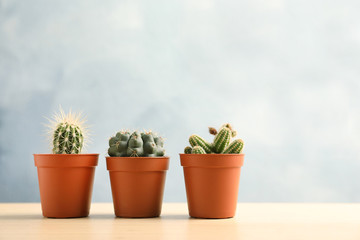 Beautiful succulent plants in pots on table against blue background, space for text. Home decor