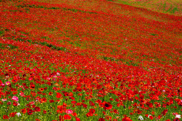 秩父高原牧場、天空のポピー