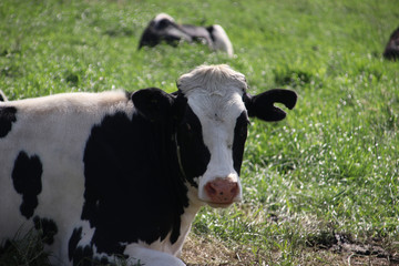Red and black cows curiously on the Meadows in Moordrecht, the Netherlands