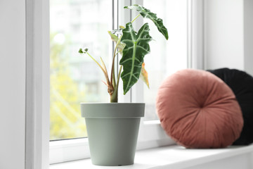 Beautiful alocasia and pillows on window sill indoors. Plants for home