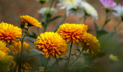 Tagetes Flowers (ग़ेंदा )