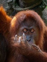 Captive Sumatran Orangutans (Orangutang, Orang-utang)