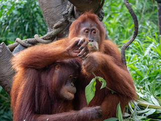 Captive Sumatran Orangutans (Orangutang, Orang-utang)