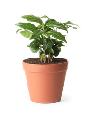 Fresh coffee plant with green leaves in pot on white background