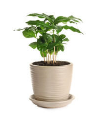 Fresh coffee plant with green leaves in pot on white background