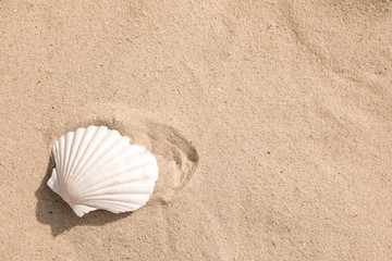 Fototapeta na wymiar Beautiful seashell on sandy beach, closeup. Space for text