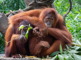 Captive Sumatran Orangutans (Orangutang, Orang-utang)