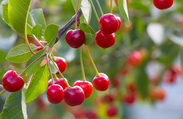 Cherries hanging on a cherry tree branch.
