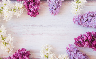 Lilac flowers bunch. Beauty fragrant Lilac Flowers bouquet with Copy space for your text