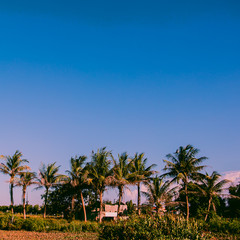 Fototapeta na wymiar Vietnam location. Nature. Palm. Travel concept