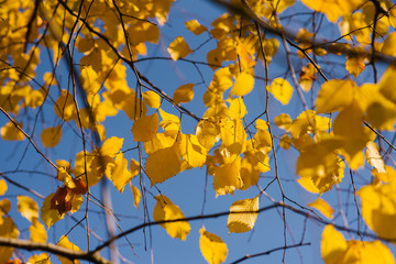 yellow leaves against the blue sky in autumn. Sunny day in October