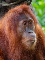 Captive Sumatran Orangutans (Orangutang, Orang-utang)
