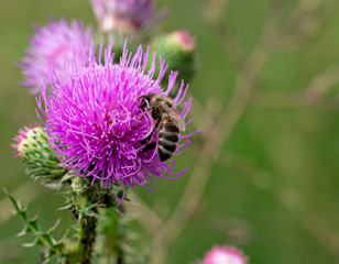 Bee on the flower