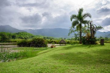 Scenery of tree with meadow on swamp in rainforest