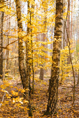 trunks of birch branches in the autumn yellow forest