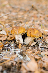 two porcini mushrooms under a carpet of autumn leaves growing in the forest