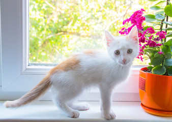 little kitten on the windowsill