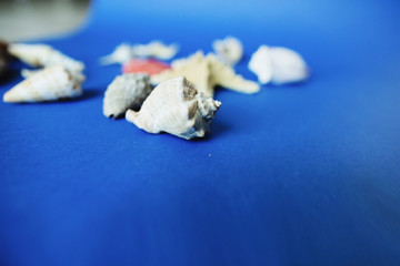 Seashells and starfish on a blue background. Sea and summer vacation concept. Space for text