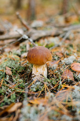 beautiful white boletus mushroom growing in autumn forest under the moss and fallen leaves