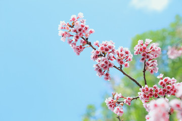 Fototapeta na wymiar Vintage sakura or cherry blossom