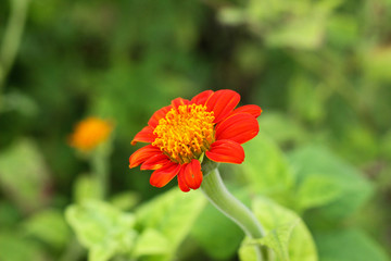 red color flower and plant closeup view