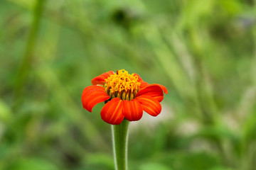 red orange color flower close up