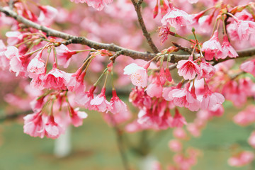 Obraz na płótnie Canvas Vintage sakura or cherry blossom