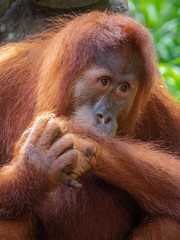 Captive Sumatran Orangutans (Orangutang, Orang-utang)