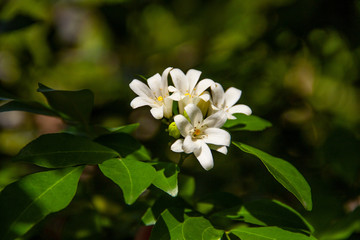 Flower at home garden _7