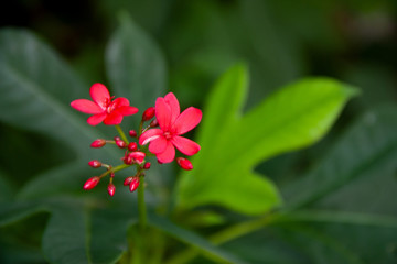 Flower at home garden _9