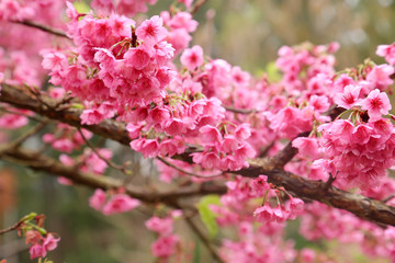 Vintage sakura or cherry blossom