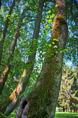 Fototapeta premium A rotten old July tree